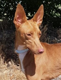 Dioni träumt von einer tollen Familie - Laatzen