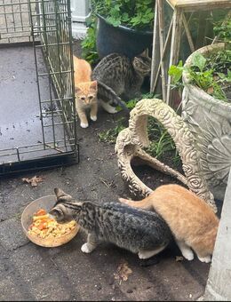 Bauernhof Katzen - Cadenberge