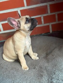 Französische Bulldogge Welpen - Ahaus