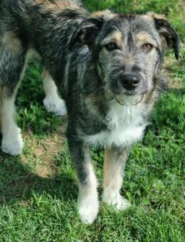 Bety herzlos mit Schwester ausgesetzt - Blankenheim (Nordrhein-Westfalen)