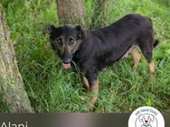 Alani: Tapfere Hundemama sucht Zuhause - Kirchzell