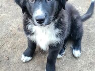 Australian Shepherd Bordador Mix Welpen - Fincken