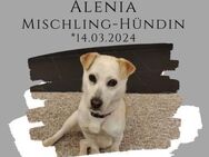 Alenia sucht ihr Traumzuhause ! - Lippetal