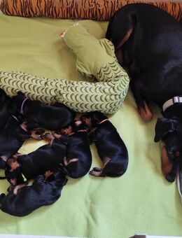 Deutscher Pinscher Welpen schw/r, PSK/VDH Zucht, Ahnentafel, B-Wurf, geb. 02.08.2025 - Wesseling
