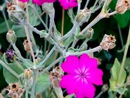 Kronen-Lichtnelke, Vexiernelke Pink, Silene coronaria,50 Samen, Insektennahrung, Naturgarten - Altdorf (Nürnberg)