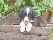 Australien Shepherd Mischlingswelpen - Lengerich (Nordrhein-Westfalen)