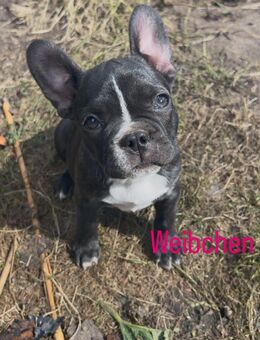 7 Zuckersüße Retro Französische Bulldoggen Welpen - Hamburg Wandsbek