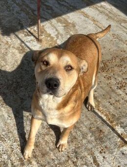 Liebe Hündin A525 sucht liebes Zuhause - Neuberg