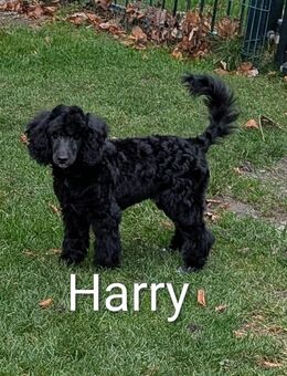 Zwergpudel/ Kleinpudel- Welpen mit Ahnenpass - Altenpleen