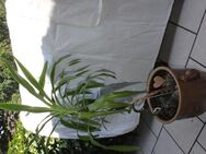 grosse Blume Pflanze Zimmer immergrün Steinguttopf 2 versch.Arten Palme / Bambus - Hennef (Sieg) Zentrum