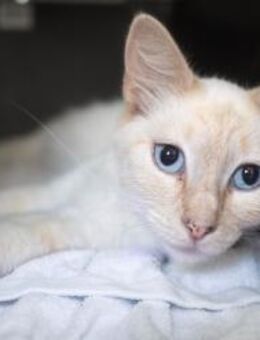 Katze Prince - Bochum