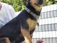 Maya - mega süße Pinscher-Hündin - Willich