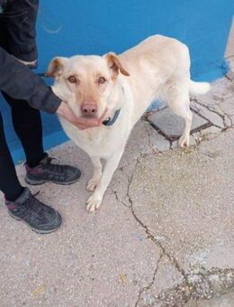 Laika hofft auf Glück - Haar
