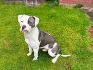 American Bulldog XL - Hemmoor