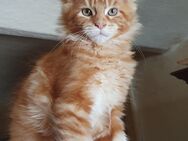 Maine Coon Kitten Träume - Großmehring