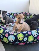 Süße Bull terrier-Welpen in 40213