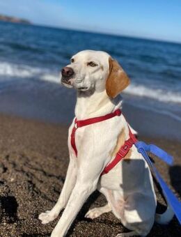 Hedi-lebhaft und verschmust - Haan