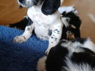 Englische Springer Spaniel -Mix Welpen - Hiddenhausen