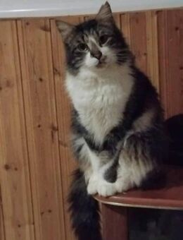 Lunar - der verträgliche Kuschelkater - Kirchheim (München)