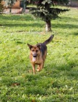 MALIE - draußen agil, drinnen eher ruhig - Overath