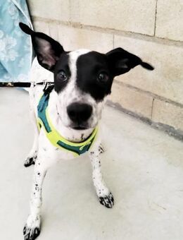 June, verspielt, aktiv, freundlich - Berlin