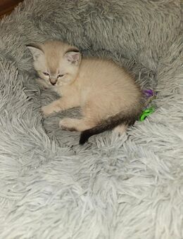 Bkh Kater suchen neues Zuhause - Berlin Spandau