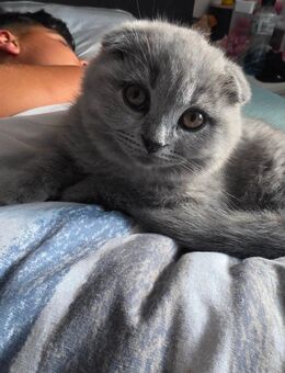 Britisch kurzhaar kitten - Heide