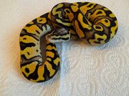 0.1 Pastel Vanilla YB het Clown - Weißenfels