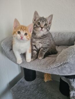BKH Kitten Reinrassig Rot Weiss, Blue Tabby - Hagen (Stadt der FernUniversität)