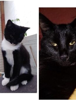 Baby Kater - Hamburg