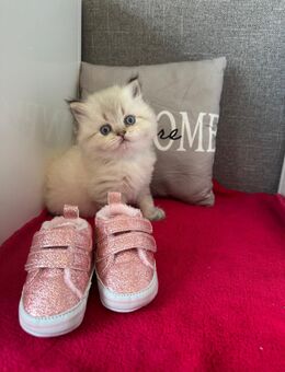 Reinrassige BKH Britische Kurzhaar Kitten Point mit Stammbaum, Gesundheitszeugnis - Papenburg
