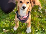 Hunde Mädchen - Büdingen