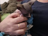 Reinrassige Cannadische Sphynx Kitten mit Stammbaum - Dortmund