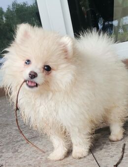 Pomeranian Welpen - Lüdersdorf
