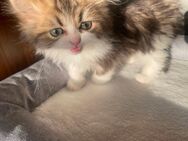 Main-Coon-Mix Kitten 12 Wochen alt. abgabebereit - Freigericht