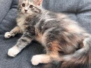 Maine Coon Babys - Weyhe