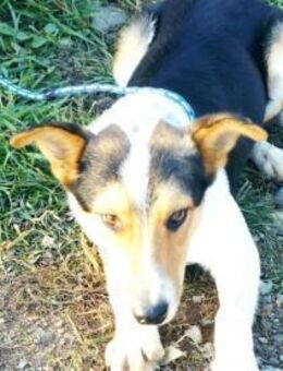 Monty zeigt ihm das Menschen gut sind - Olsberg