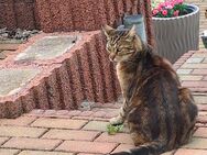 Mietzekatze Kater 7 Jahre alt sucht ein neues Zuhause - Günstedt