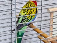 Vögel zum Verkaufen - Rostock Dierkow-West