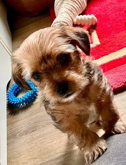 Wunderschöner und gesunder Yorkshire Terrier Chihuahua Mix Welpe abzugeben. - Vestenbergsgreuth