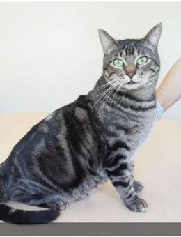 Natalio - bildhübscher, geselliger Kater - Wilhelmsfeld