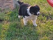 Bordercollie-welpen - Ballhausen
