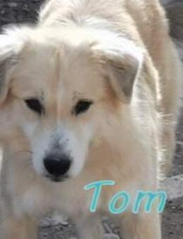 Tom, ein Herz auf 4 Pfoten! - Oberhausen