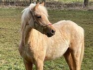 Reitpony Stute Jährling - Bitburg