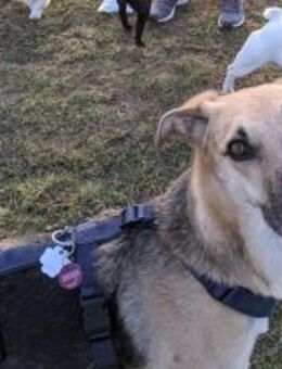 Rusty - sucht neues Zuhause - Wangelau