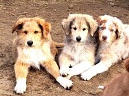 Golden Retriever Collie Australian Shepherd Mix Welpen Abgabebereit - Bad Marienberg (Westerwald)