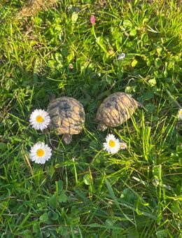 Landschildkröten - Vogtsburg (Kaiserstuhl) Zentrum