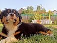 Süße Australian Shepherd mix Welpen suchen noch ein schönes Zuhause in 94032