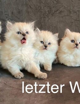 Sehr hübsche BLH-kitten zu reservieren - Berlin