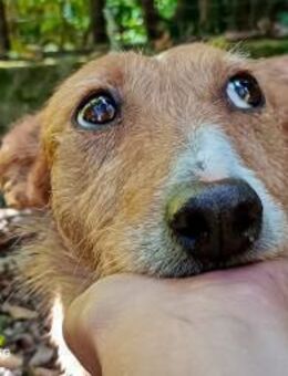 CHEYENNE ❤️ die sanfte Sonnenanbeterin - Fahrenzhausen